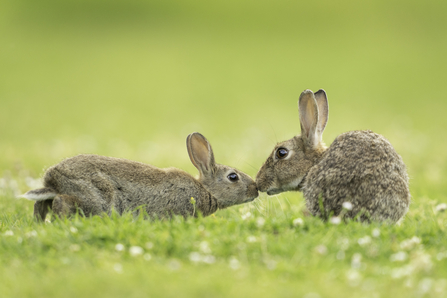 Rabbits in grass together nosing each other.
