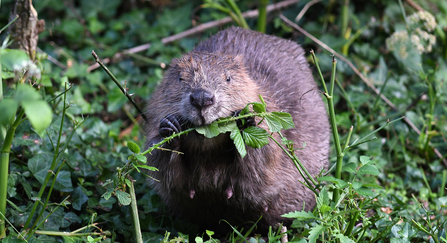 Beaver nibbling on a branch