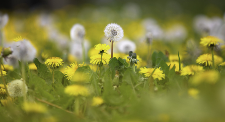 Dandelion