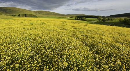 Creeping buttercup field