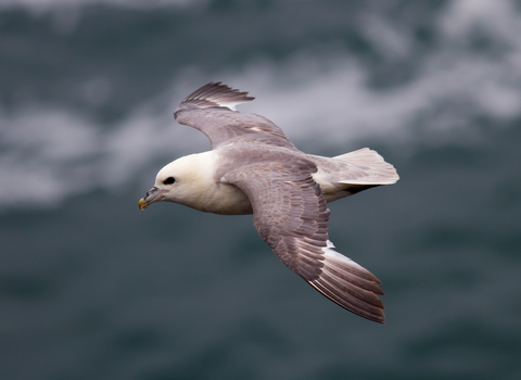 Fulmar