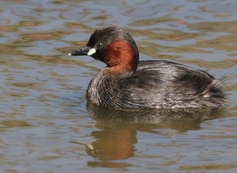 Little Grebe