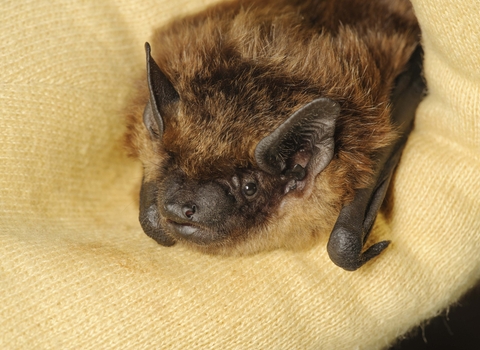 Serotine bat