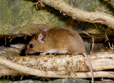 Wood mouse