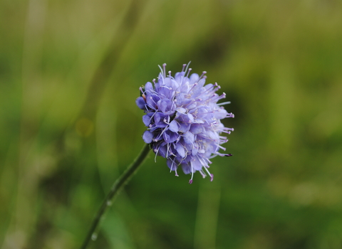 Devil's-bit Scabious