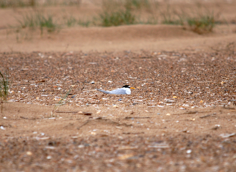 Little Tern