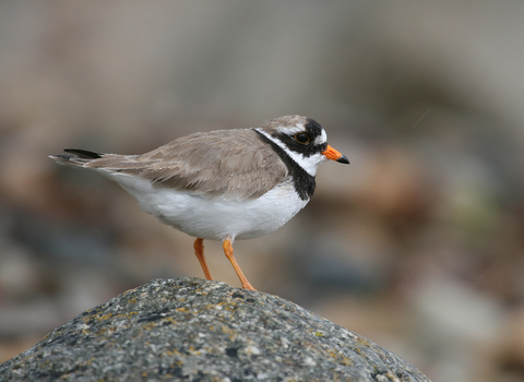 Ringed Plover