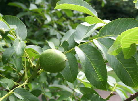 Common Walnut