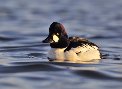 Goldeneye