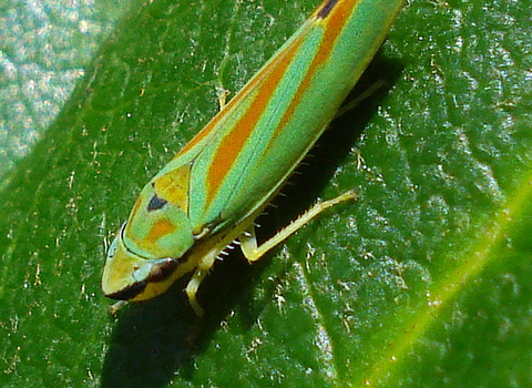 Rhododendron Leafhopper