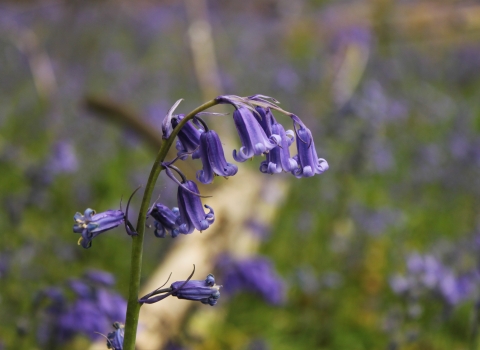 Bluebells