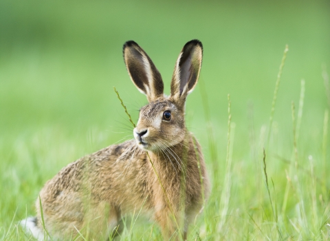 Brown Hare