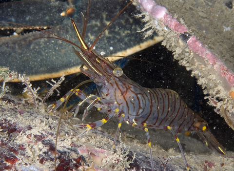 Common prawn