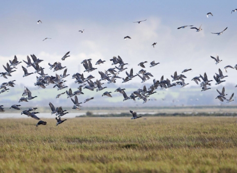 Brent Geese