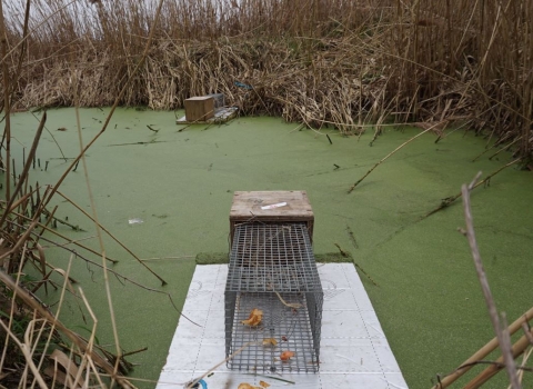 Water Vole traps