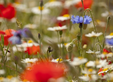 Wildflower meadow