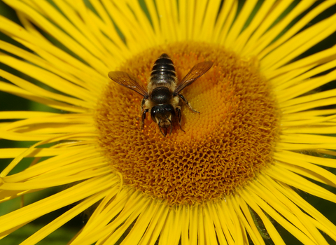 bee and flower