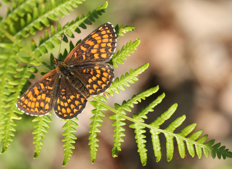 Heath Fritillary