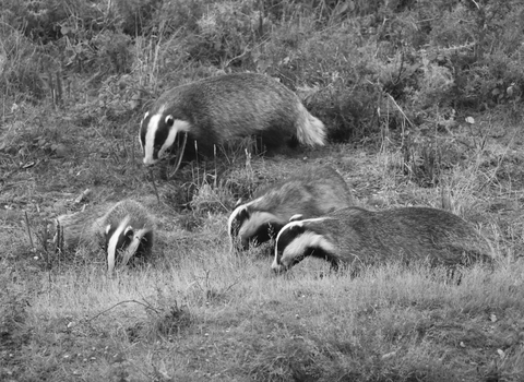 Badger webcam at Fingringhoe