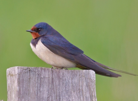 Swallow