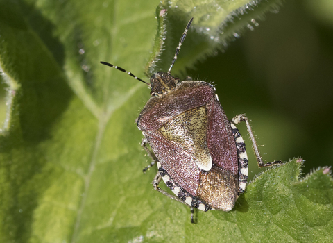 Hairy shieldbug