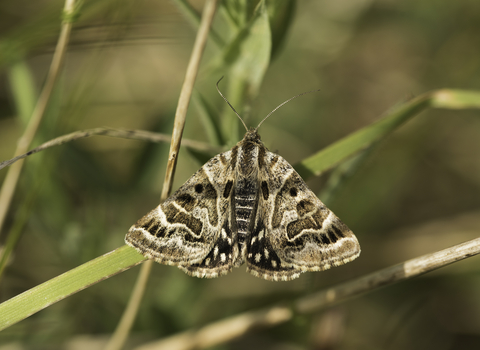 Mother shipton moth