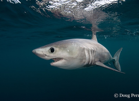 Porbeagle shark