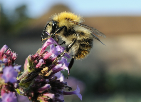 Common Carder Bee by Nick Upton