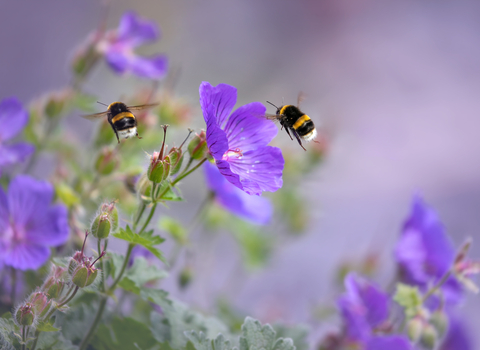 Bees on Flower