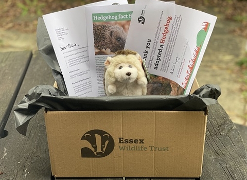 Adopt a species hedgehog gift box