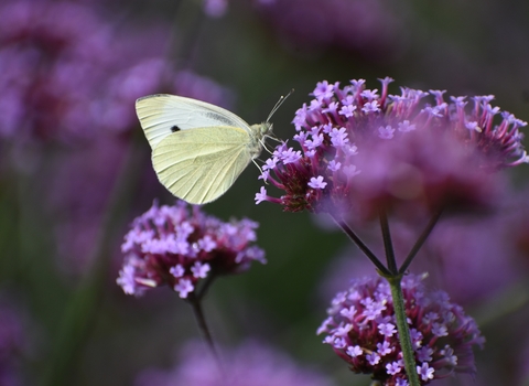 Butterfly on purple flower