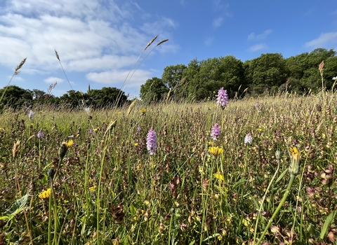 A wildflower meadow with orchids and other flowers 