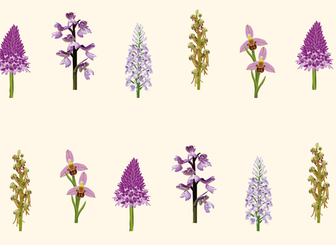 Orchid collage of illustrated native orchids 