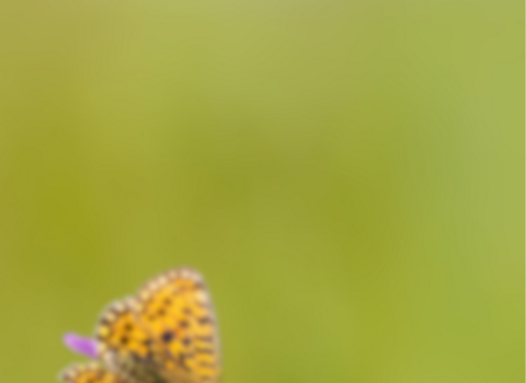 blurry silver-washed fritillary