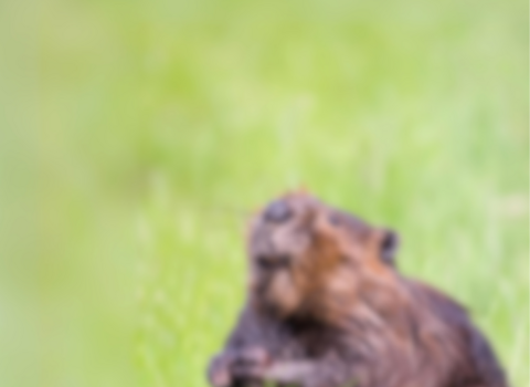 blurry beaver