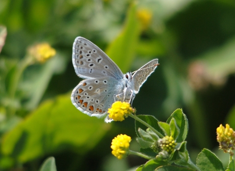 Common Blue Butterfly
