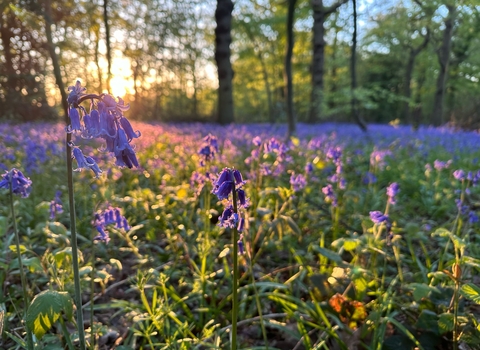 Bluebells in the sunset