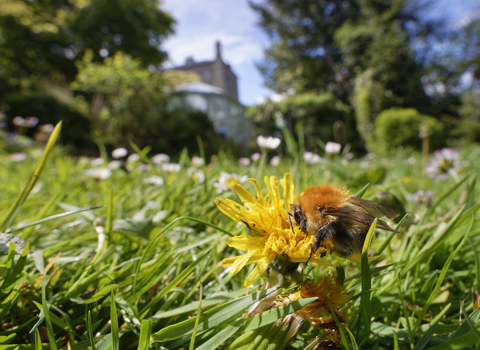 Bumblebee on a dandelion on a lawn, a house is in the background