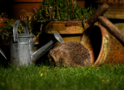 Hedgehog in a garden at night, next to a watering can and plant pot 