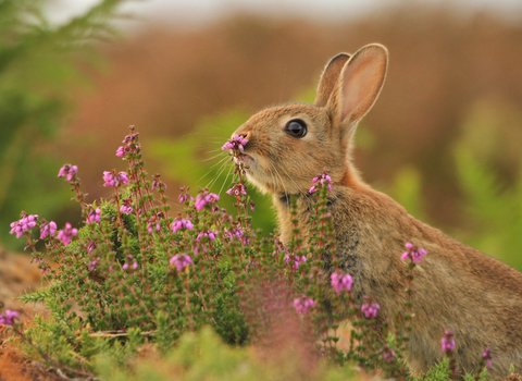 Rabbit sniffing a pink flower