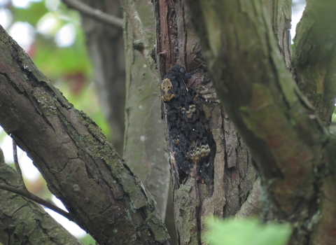 A death's-head hawk-moth clings to a tree trunk. The pale markings on its back resemble a skull