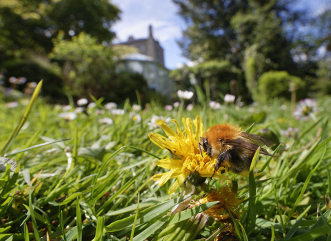 Carder bumble on lawn dandelion