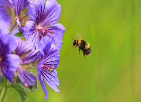 Early bumblebee hovers around purple flowers