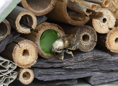 A leafcutter bee explores the entrance of a bee hotel.