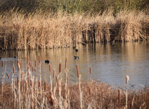 Lake at Abbotts Hall