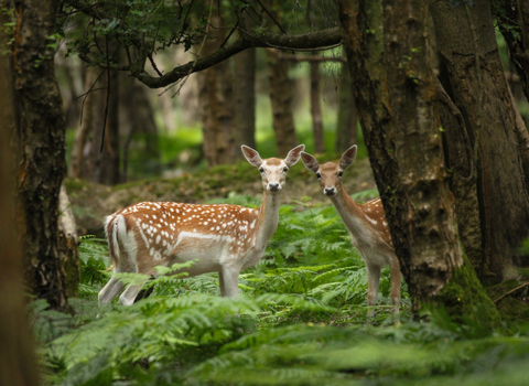Young Blood: ‘Peekaboo!’ – Leah Bloom