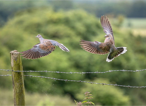 Two turtle doves in flight