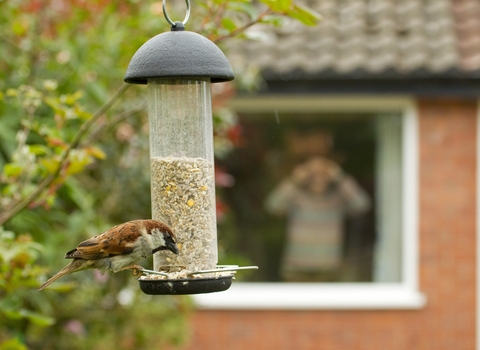 House sparrow on a garden feeder with house in background