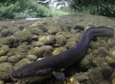 European eel under the water in a river