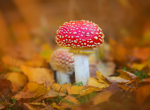 A fly agaric fungus